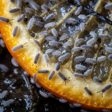 4oz Choose Your Own Springtails (LIVE SHIPMENT ADDON ONLY)
