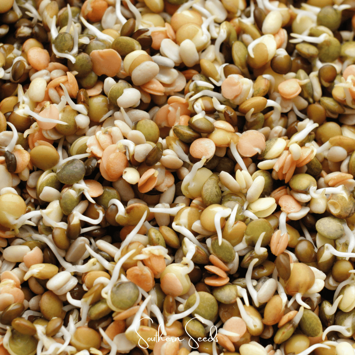Crunchy Lentils Sprout Mix 500 Seeds, Non-GMO, Green, Red & French Lentils, Easy to Grow, Nutritious Sprouts for Salad & Stir-Fry