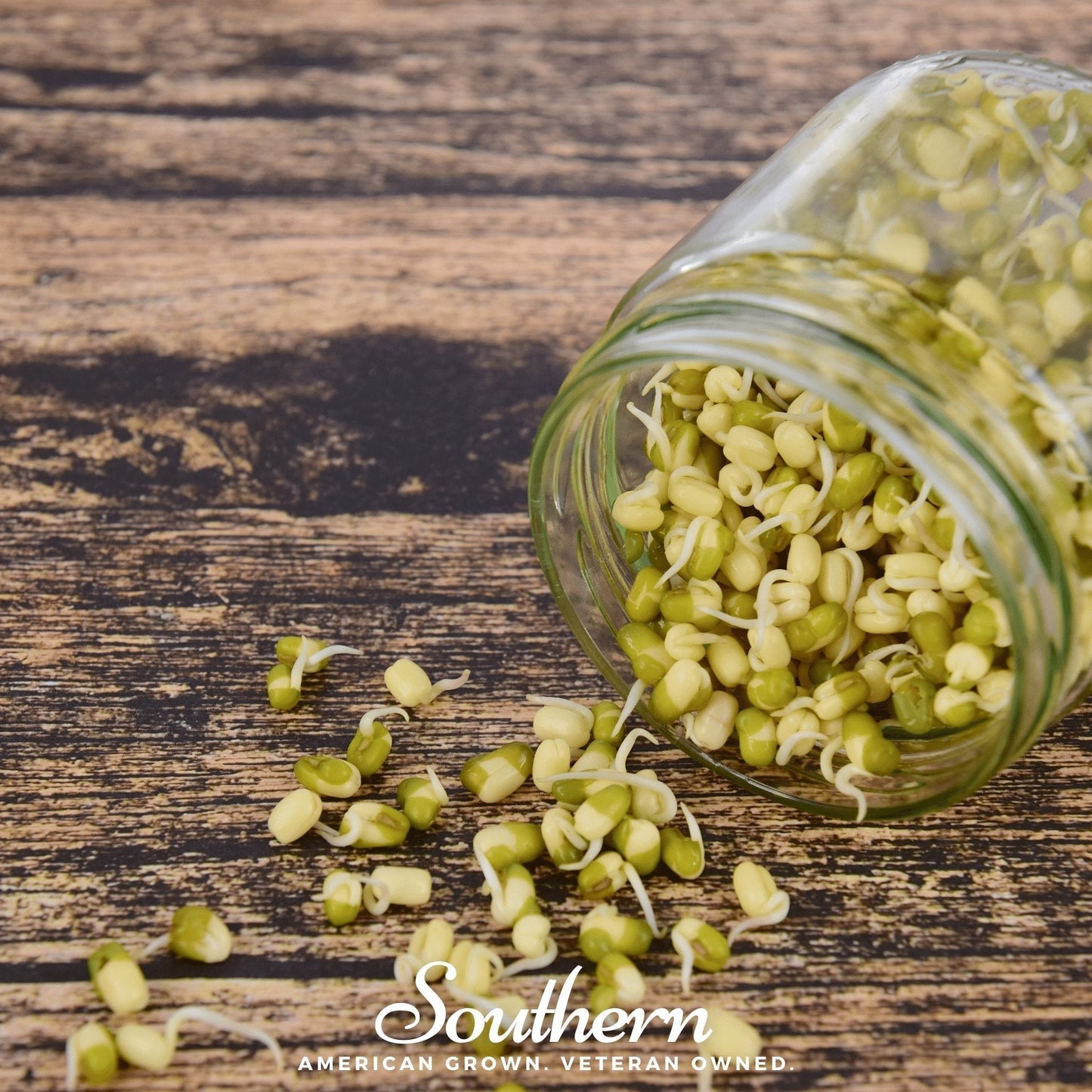 Organic Mung Bean Sprouting Seeds – 500 Non-GMO, Heirloom, Open Pollinated, Fast-Growing, Indoor Edible Sprouts