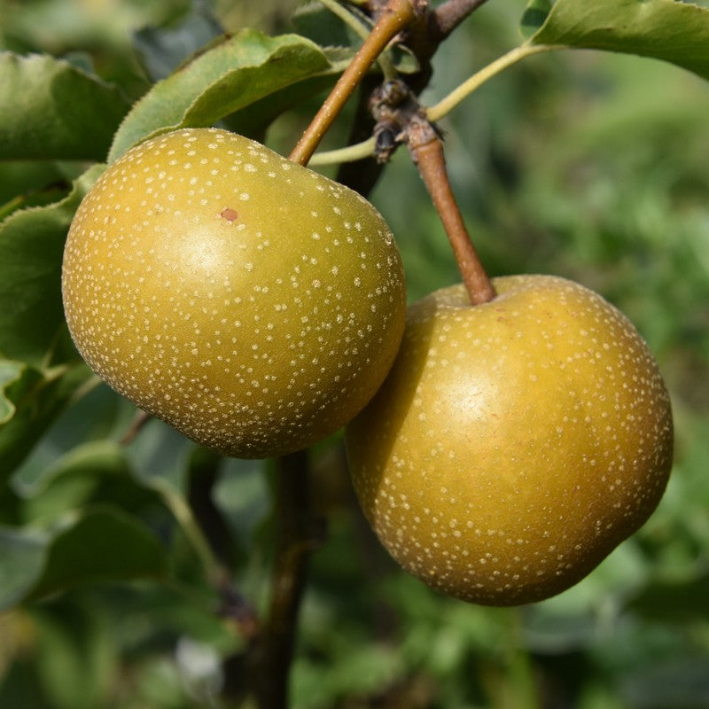 Rare Hosui Asian Pear Cutting for Rooting, Grafting, Pyrus pyrifolia ‘Hosui’—Unrooted Propagation Plant