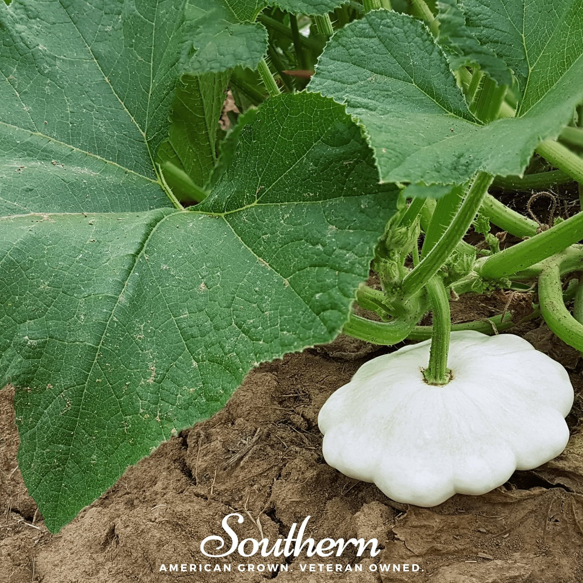 Bennings Green Tint Scallop Summer Squash Seeds – Heirloom, Non-GMO, Open Pollinated, Cucurbita pepo, 25 Seeds