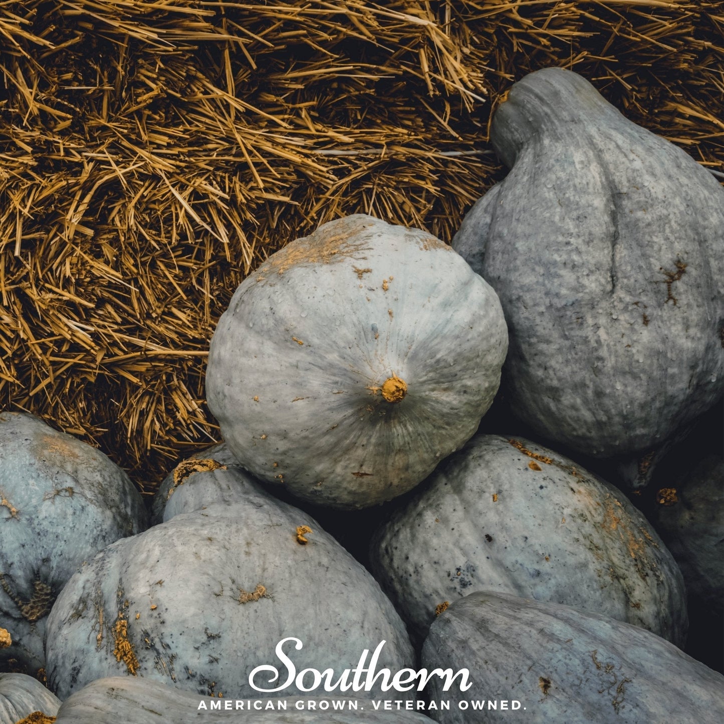 Blue Hubbard Winter Squash Seeds – Heirloom, Non-GMO, Open Pollinated, Cucurbita maxima, 20 Seeds