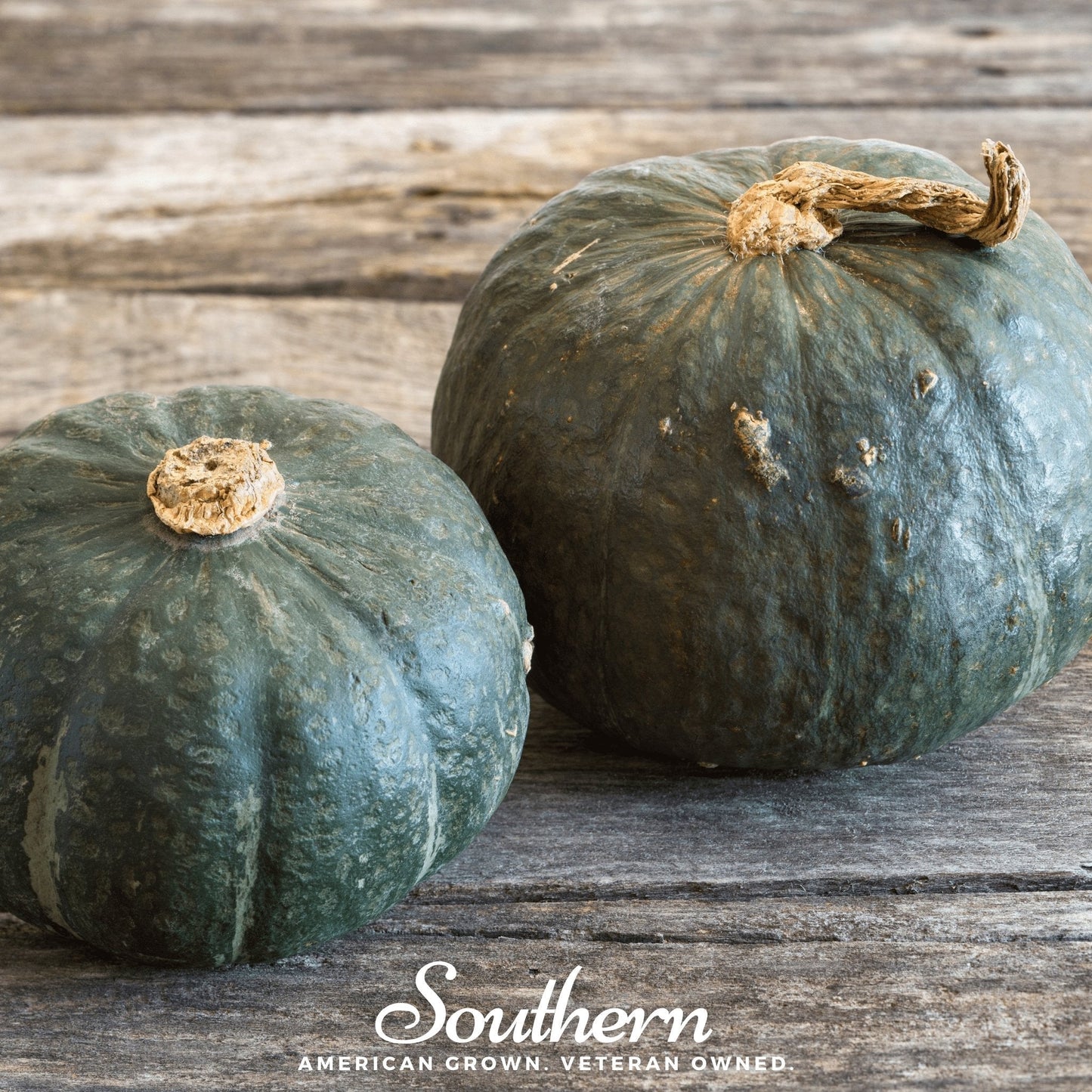 Buttercup Burgess Winter Squash Seeds – Heirloom, Non-GMO, Open Pollinated, Cucurbita maxima, 20 Seeds