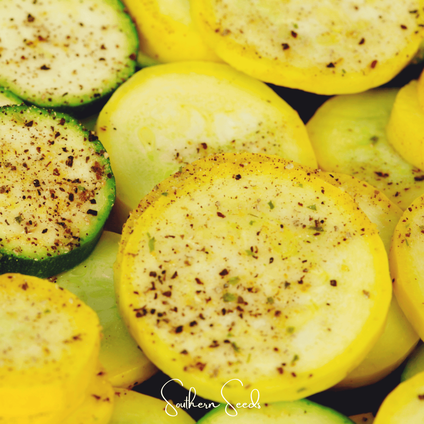 Early Prolific Straightneck Squash – 25 Seeds