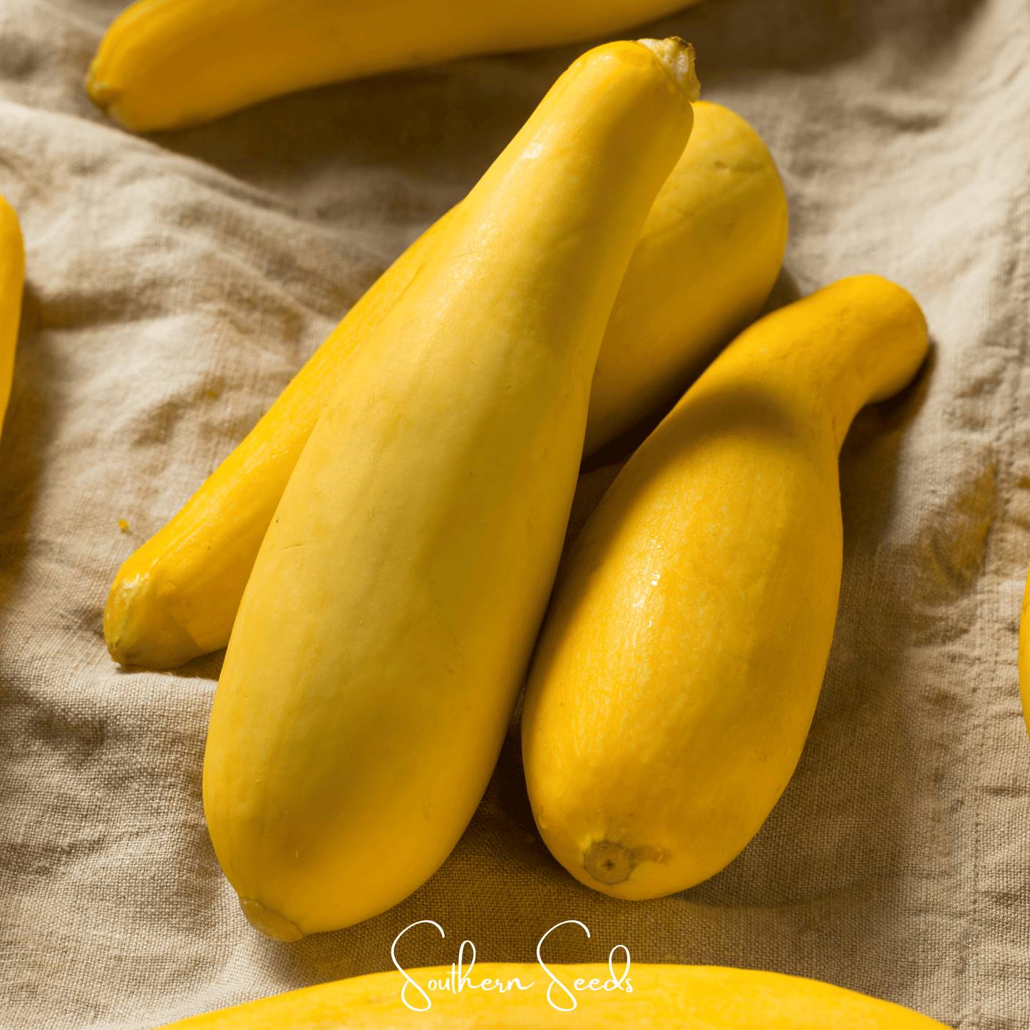 Early Prolific Straightneck Squash Seeds – Heirloom Cucurbita pepo, All-American Selections Winner, Bountiful Summer Harvest