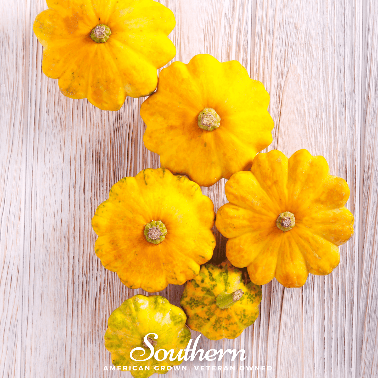 Yellow Scallop Bush Summer Squash Seeds – Heirloom Patty Pan Cucurbita pepo, Compact, Bright Yellow, 25 Seeds