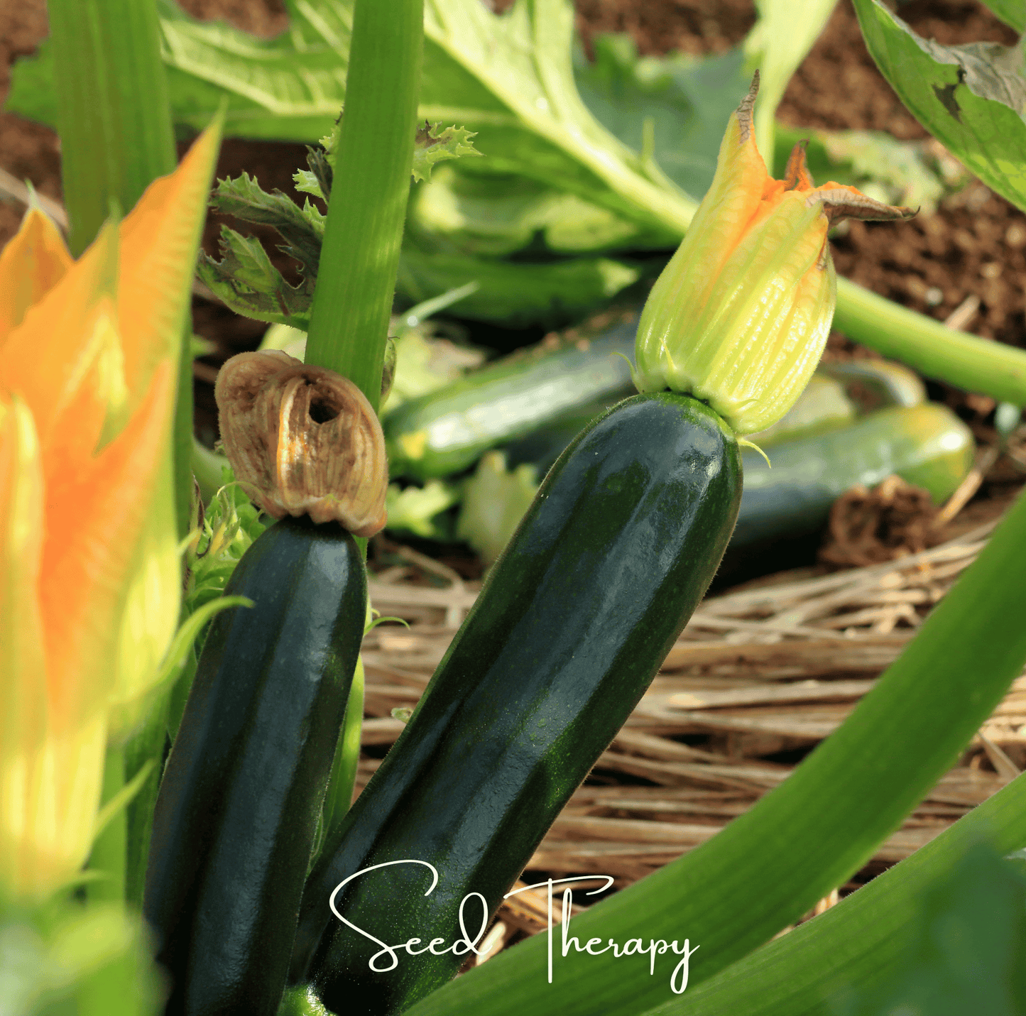 Black Beauty Zucchini Seeds – Heirloom, All-American Selections Winner, 25 Non-GMO Cucurbita pepo Summer Squash