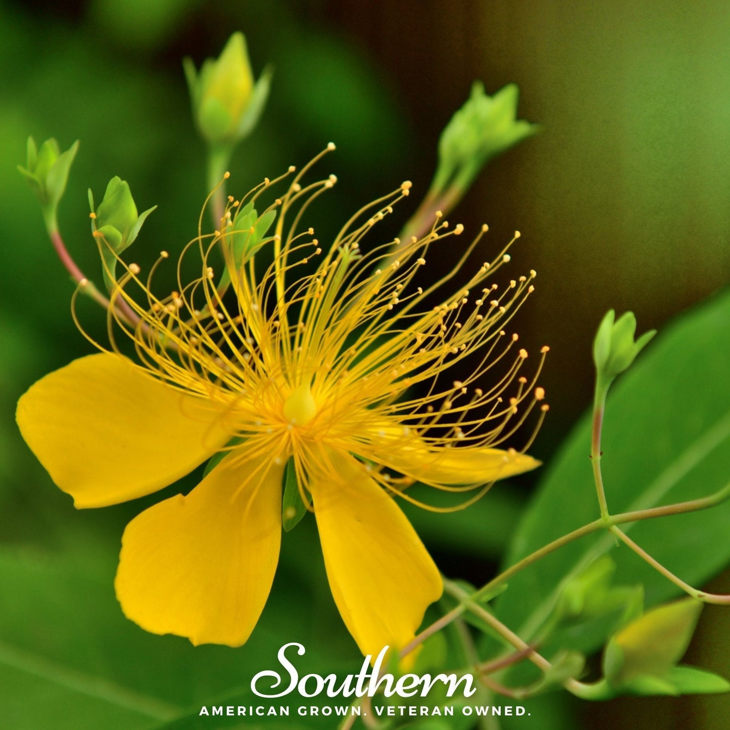 Greater St. John's Wort Seeds – Native Perennial Wildflower with Bright Yellow Flowers, Pollinator Friendly, Hypericum pyramidatum, 100 Seeds