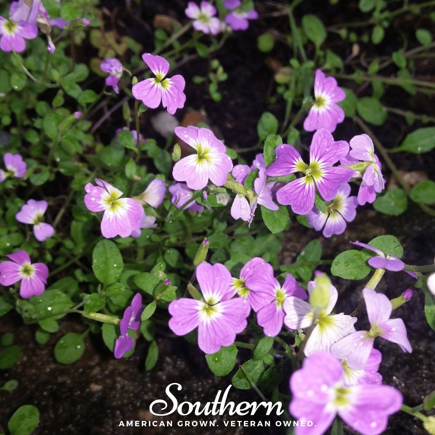 Virginia Stock Seeds – 500 Non-GMO American-Grown Annual Flowers (Malcolmia maritima)