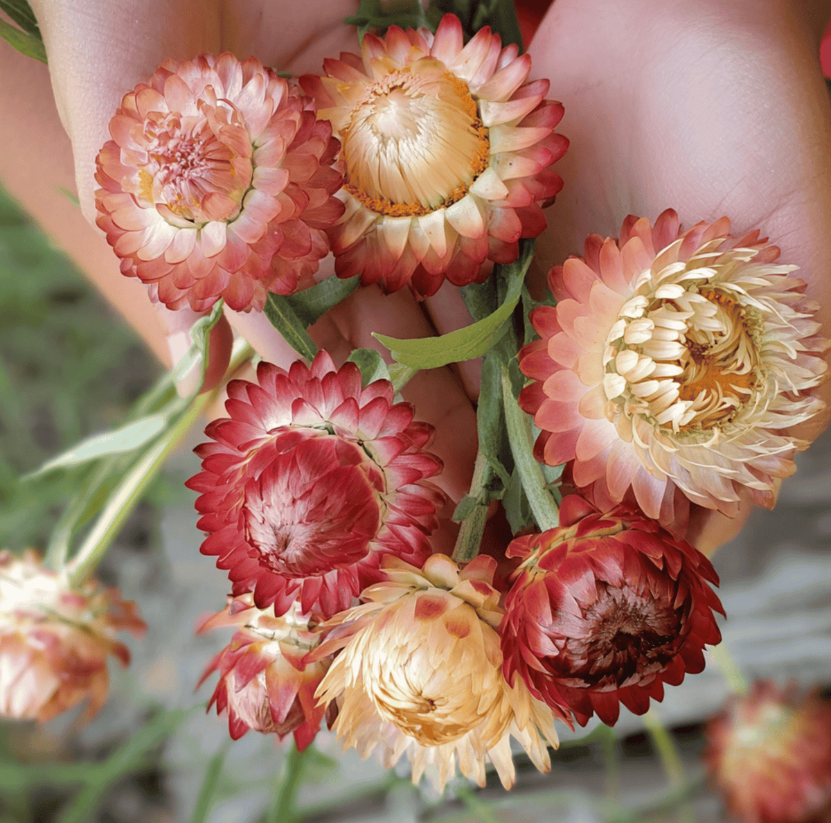 Apricot Peach Strawflower Seeds | Heirloom, Dried Flower, Long-Lasting Blooms | Bracteantha bracteata