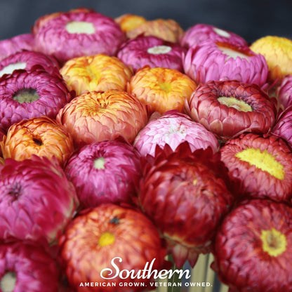 Strawflower Mix – 200 Seeds