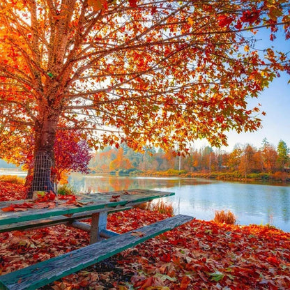 Sugar Maple Tree - 20 Seeds - Acer Saccharum, Colorful and Easy to Grow Fast-Growing