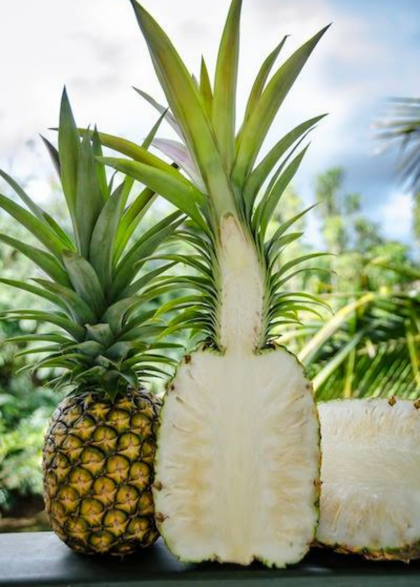 Pineapple Sugar Loaf Ananas comosus Tropical Fruit Plant for Fresh Eating & Containers