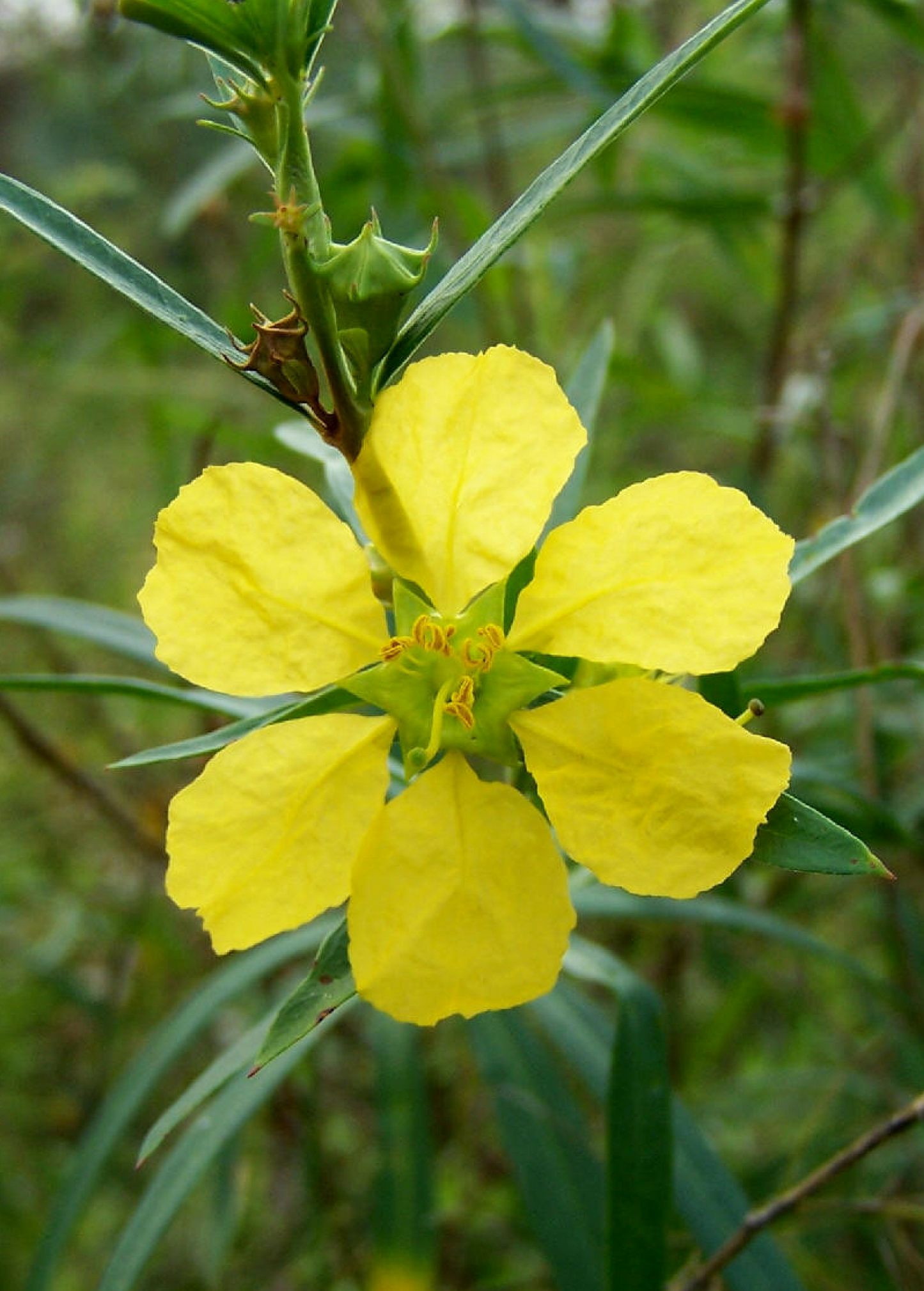 Sun Opener Herb Seed Packets - Sinicuichi (Heimia salicifolia) Perennial Shrub for Ethnobotanical and Medicinal Use