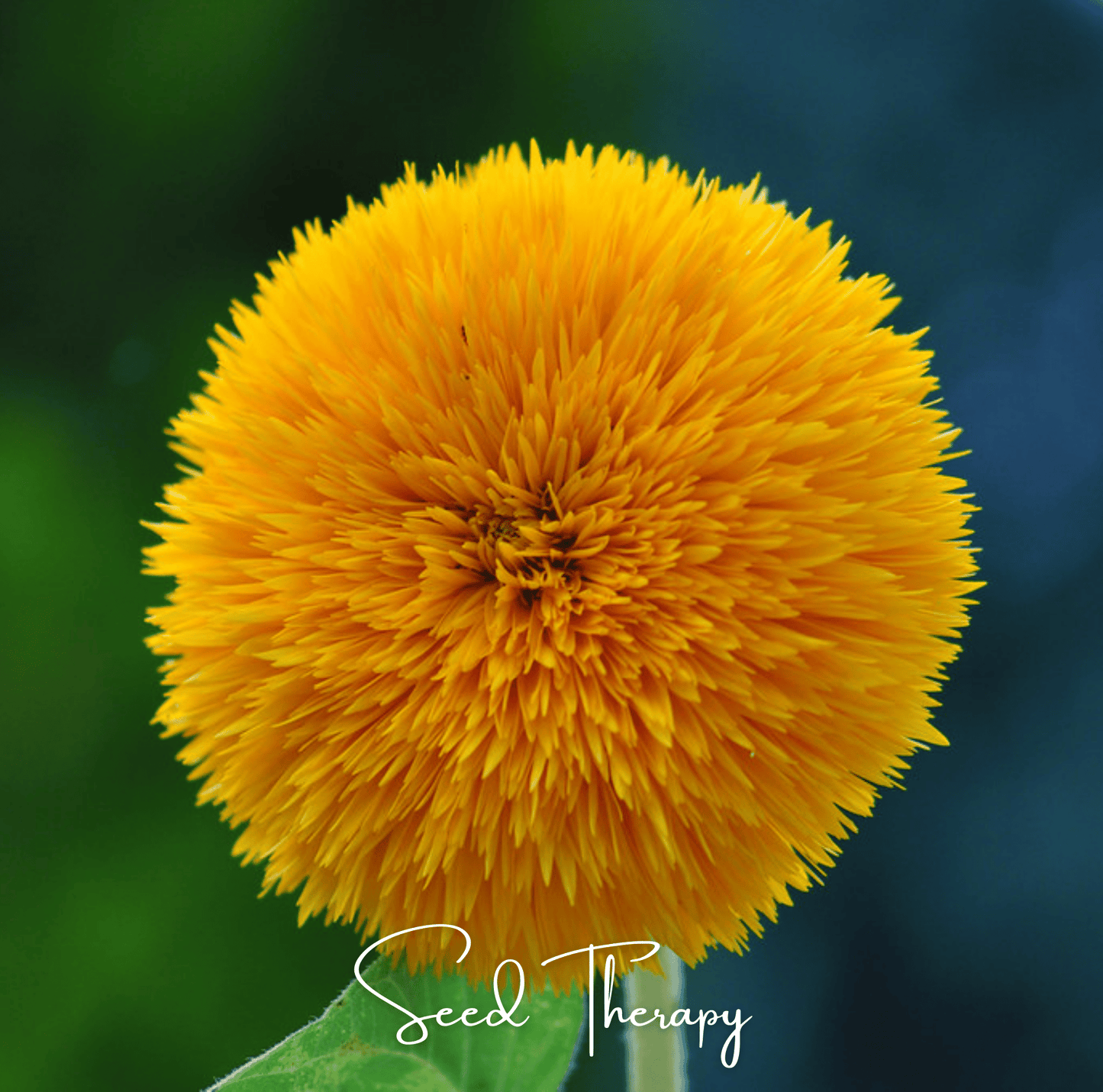Giant Sungold Sunflower Seeds – Heirloom, Fully Double, Golden Yellow, 25 Seeds, Helianthus annuus, Tall, Pollinator-Friendly