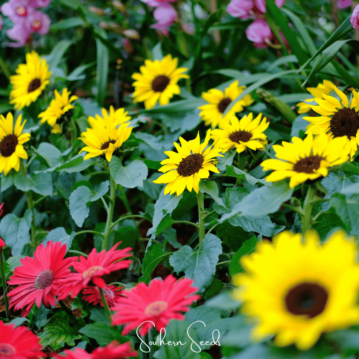Incredible Dwarf Sunflower Seeds – 20 Heirloom, Open Pollinated, Non-GMO, Compact Sunflower for Containers, Pollinator Attracting, Helianthus annuus