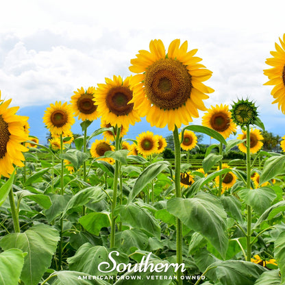 Mammoth Grey Stripe Sunflower – 25 Seeds