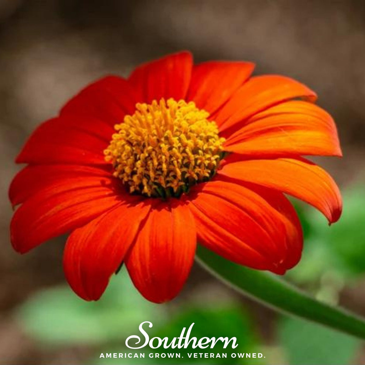 Mexican Sunflower Seeds, Tithonia rotundifolia, Heirloom, Non-GMO, Butterfly-Friendly, Annual Flower Seeds, USDA Zones 1-12