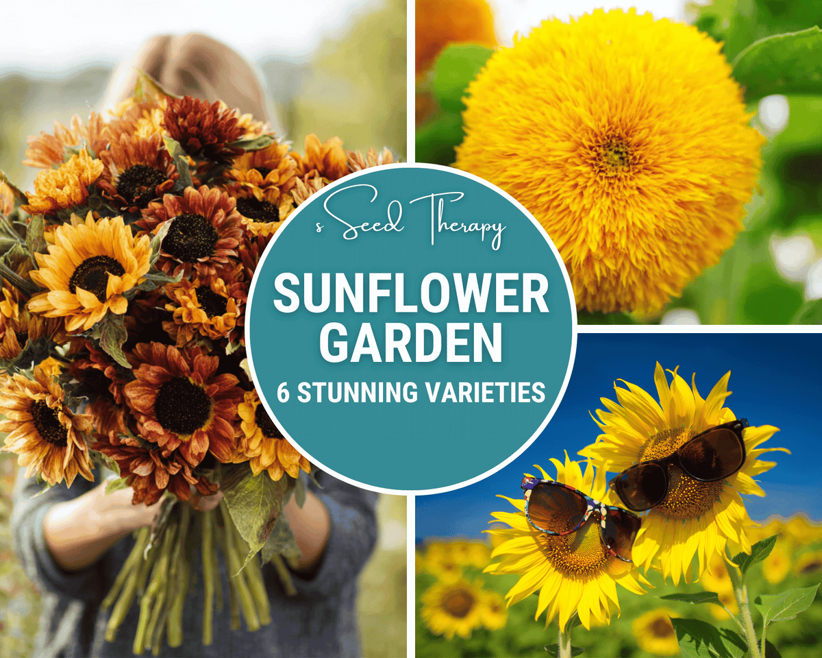 Sunflower Seed Collection 6 Varieties, Dwarf & Giant Sunflowers, Bee & Butterfly Attractant, Garden Seeds, Eco-Friendly Packaging