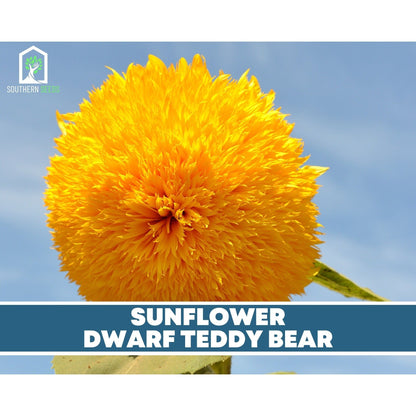 Sunflower Seed Collection – 6 Varieties