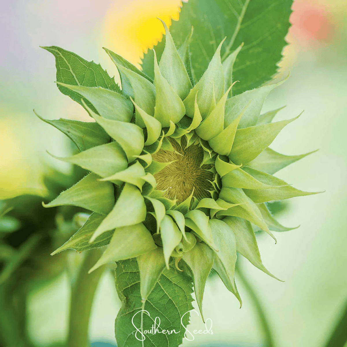 SunFill Green Sunflower Seeds – 25 Hybrid Pollen-Free, Petal-Less, Tall Green Flower Head, Modern Floral Design, Cut Flower, Helianthus annuus