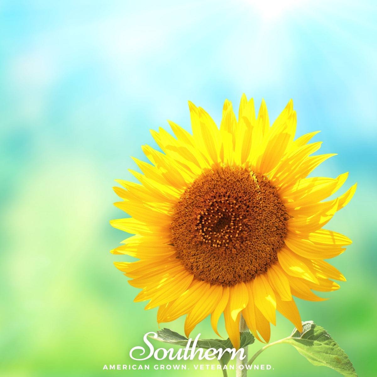 Sunspot Dwarf Sunflower Seeds – 25 Heirloom Edible Sunflower Seeds for Containers & Gardens Helianthus annuus