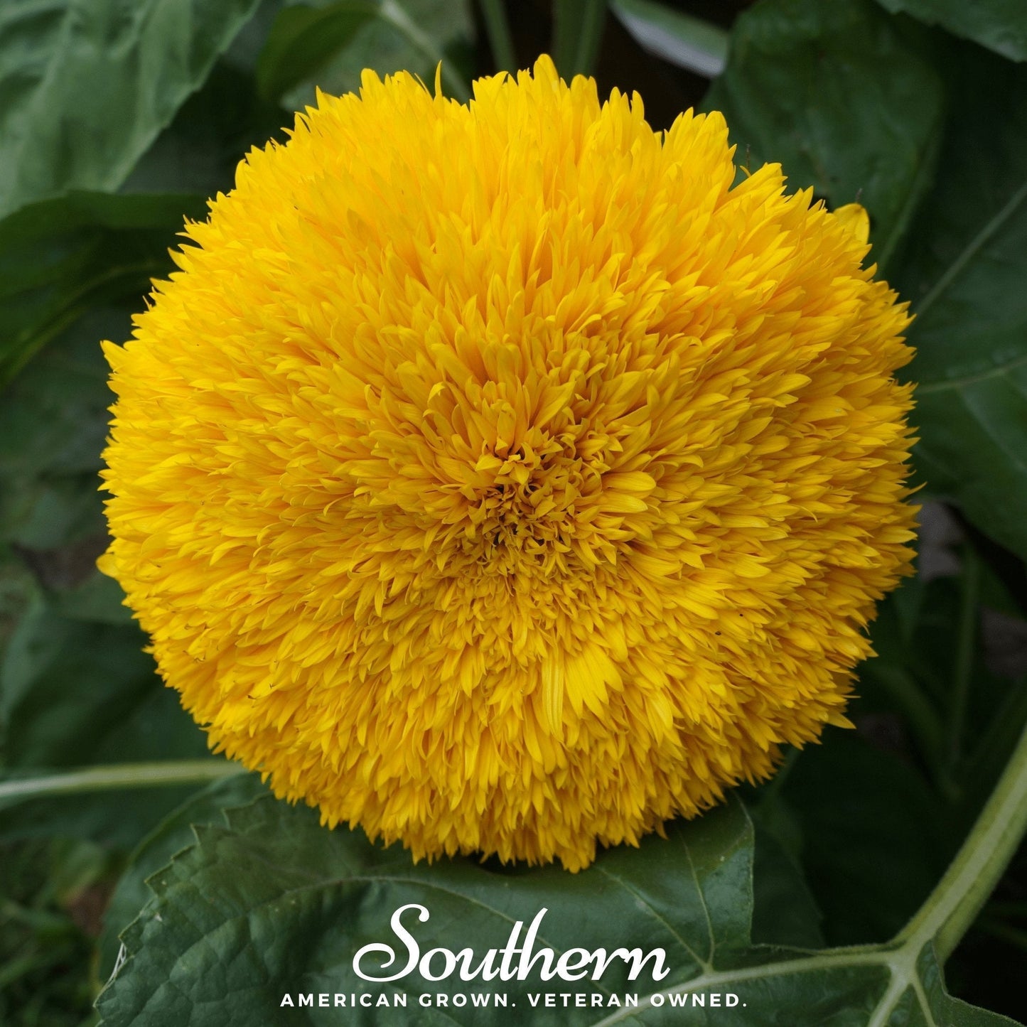 Teddy Bear Sunflower Seeds – Dwarf Heirloom, Fully Double Golden Flowers, 25 Seeds, Helianthus annuus, Container & Border Garden