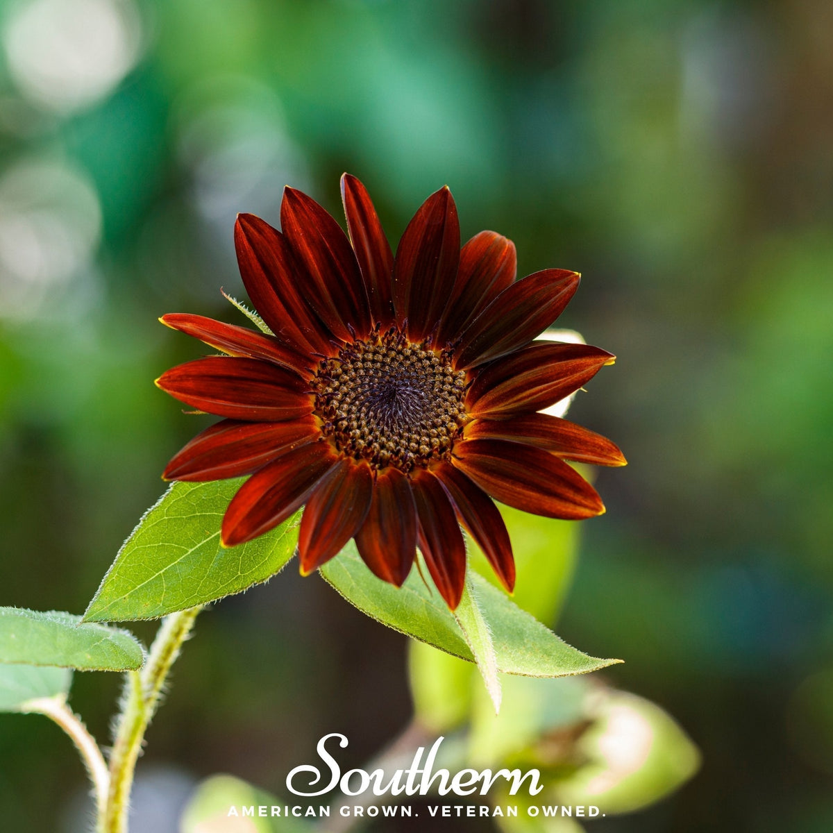 Velvet Queen Sunflower Seeds – Heirloom, Deep Burgundy Red, 25 Seeds, Helianthus annuus, Cutting Garden, Bee & Butterfly Friendly