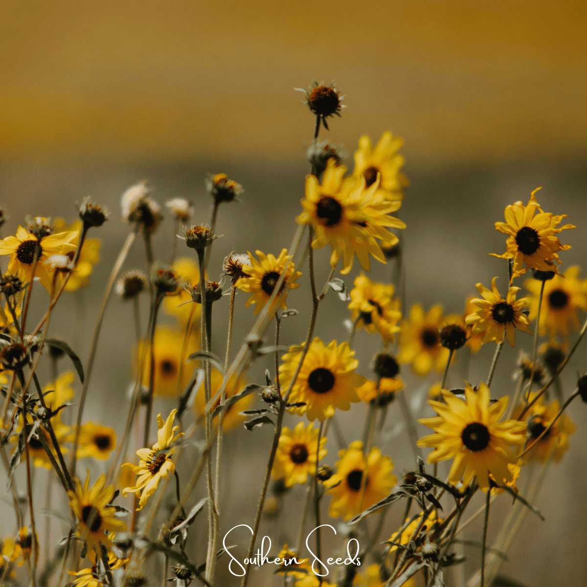 Wild Annual Sunflower Seeds – Native Helianthus annuus, Golden Yellow, Heirloom, Open Pollinated, 50 Seeds