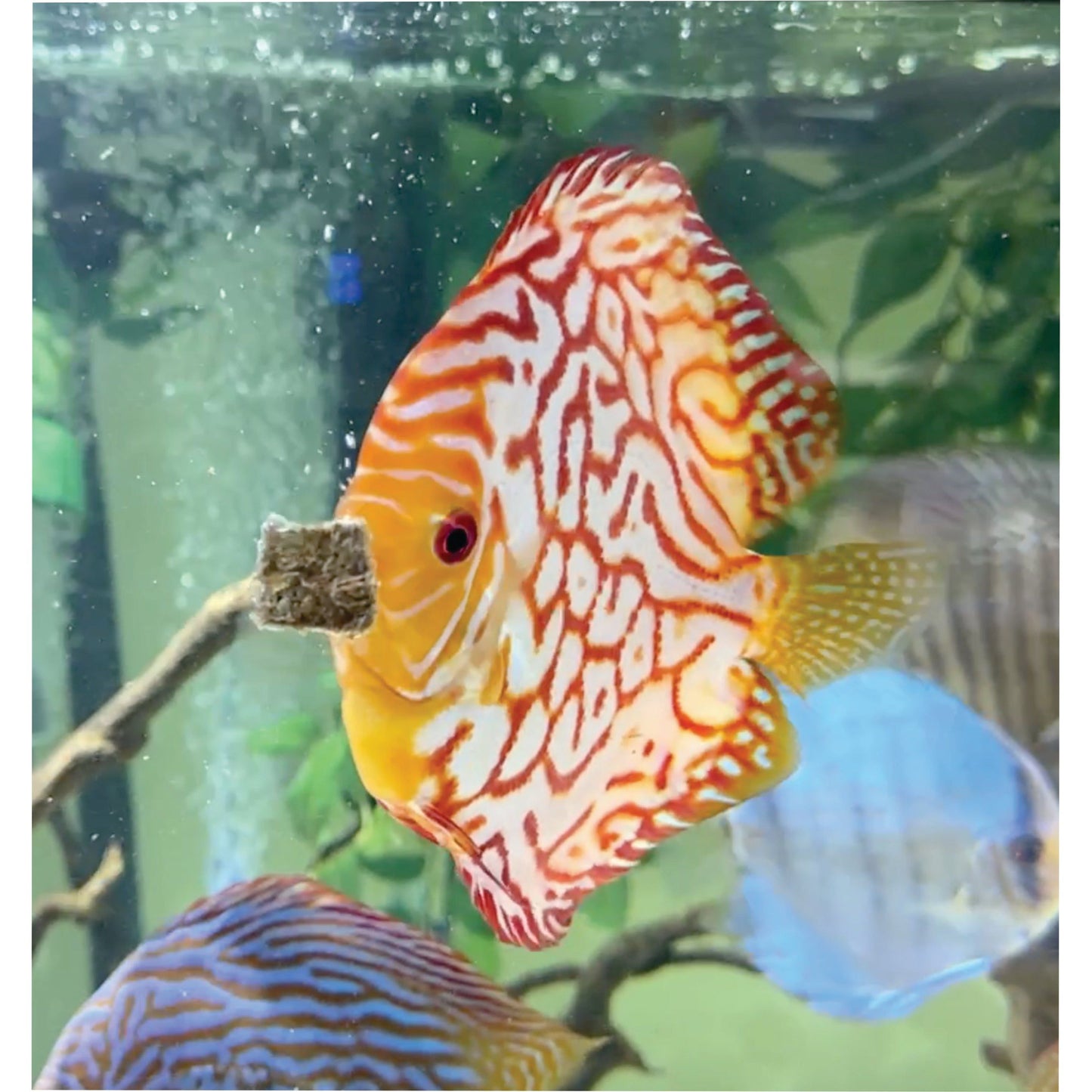 Super Cichlids Freeze Dried Blackworms With Color Boost All Natural High Protein Fish Food