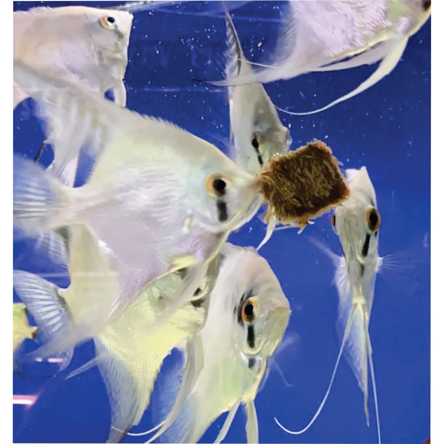 Super Cichlids Freeze Dried Blackworms With Color Boost All Natural High Protein Fish Food