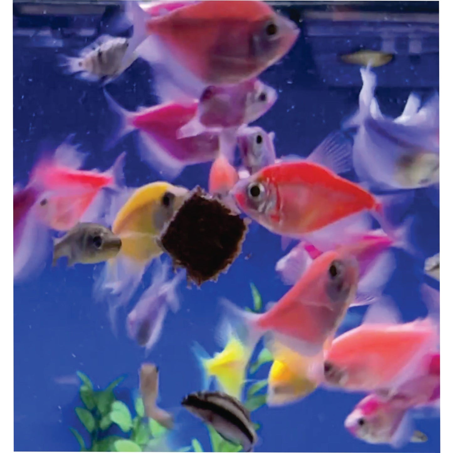 Super Cichlids Freeze Dried Blackworms With Spirulina All Natural High Protein Fish Food