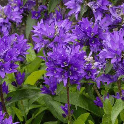 Superba Bellflower – 50 Seeds