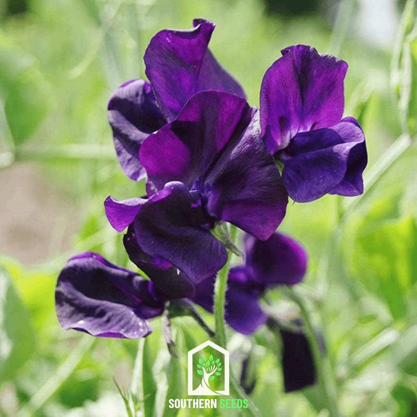 Royal Navy Blue Sweet Pea Seeds – Fragrant, Navy Blue Flowers, Lathyrus odoratus, Heirloom, Non-GMO, Annual Garden Seeds