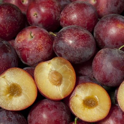5 Sweet Pluerry Scion Cuttings – Unrooted Grafting Wood from Rare Plum Cherry Hybrid for Fruit Tree Grafting