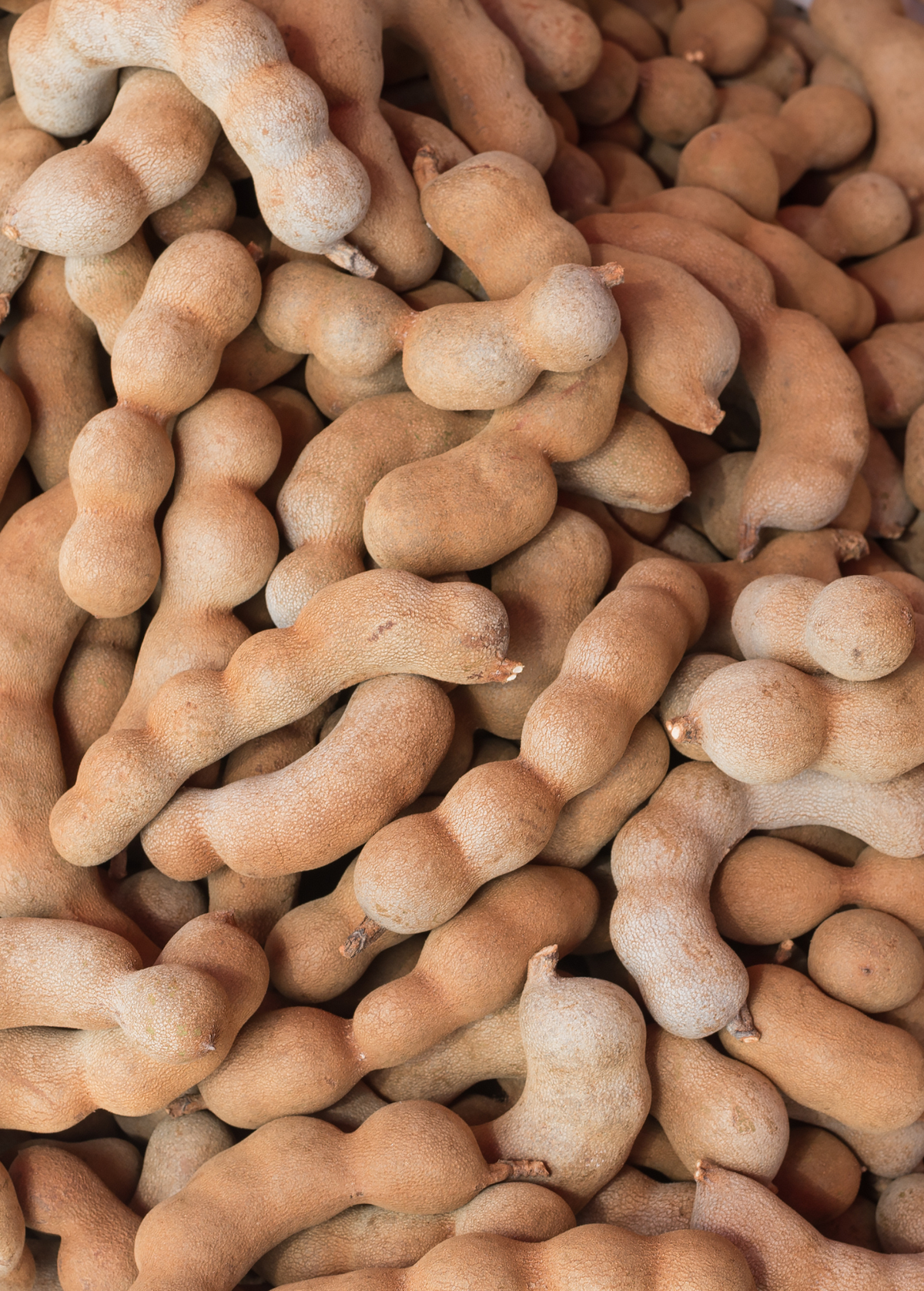 Tamarind 'Thai Sweet' Grafted Tree – Edible Fruit Producing, Tropical, Makham Wan, Tamarindus indica