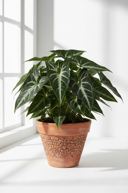 Syngonium wendlandii 'Black Velvet'
