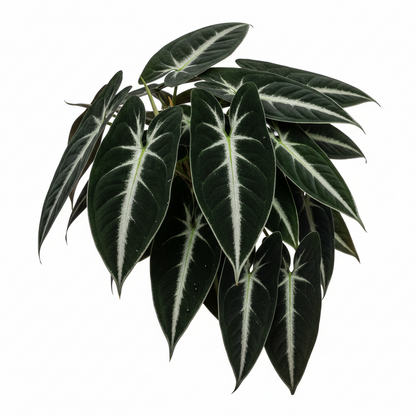 Syngonium wendlandii 'Black Velvet'
