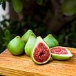 Dalmatie Fig Cutting - Unrooted 8"+, 3+ Nodes, Green Ficus carica for Propagation or Grafting