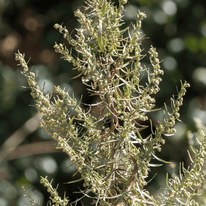 Tarragon – 300 Seeds