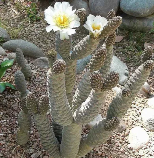 Pine Cone Cactus Cutting Live Succulent Tephrocactus Articulatus Unrooted Propagation Segment