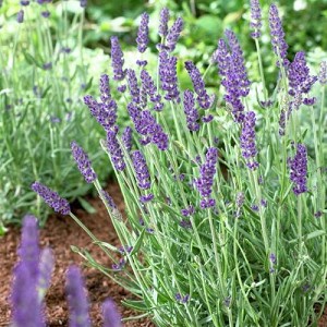 Live Vera Lavender Plant in 1 Pint Pot, Fragrant Lavandula angustifolia, Drought Tolerant, Bee Friendly, Perennial Herb
