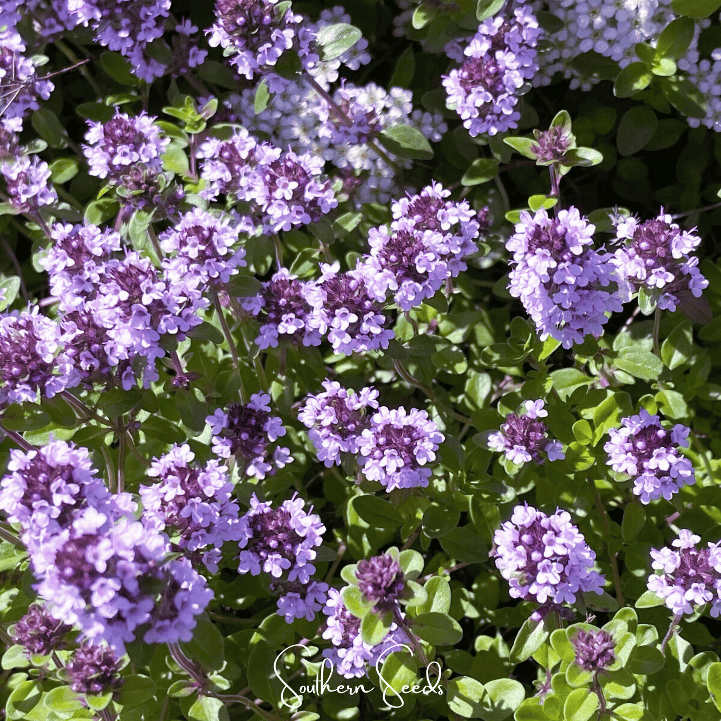 Lemon Thyme Seeds 250 Count | Thymus citriodorus Herb for Cooking & Drought Tolerance