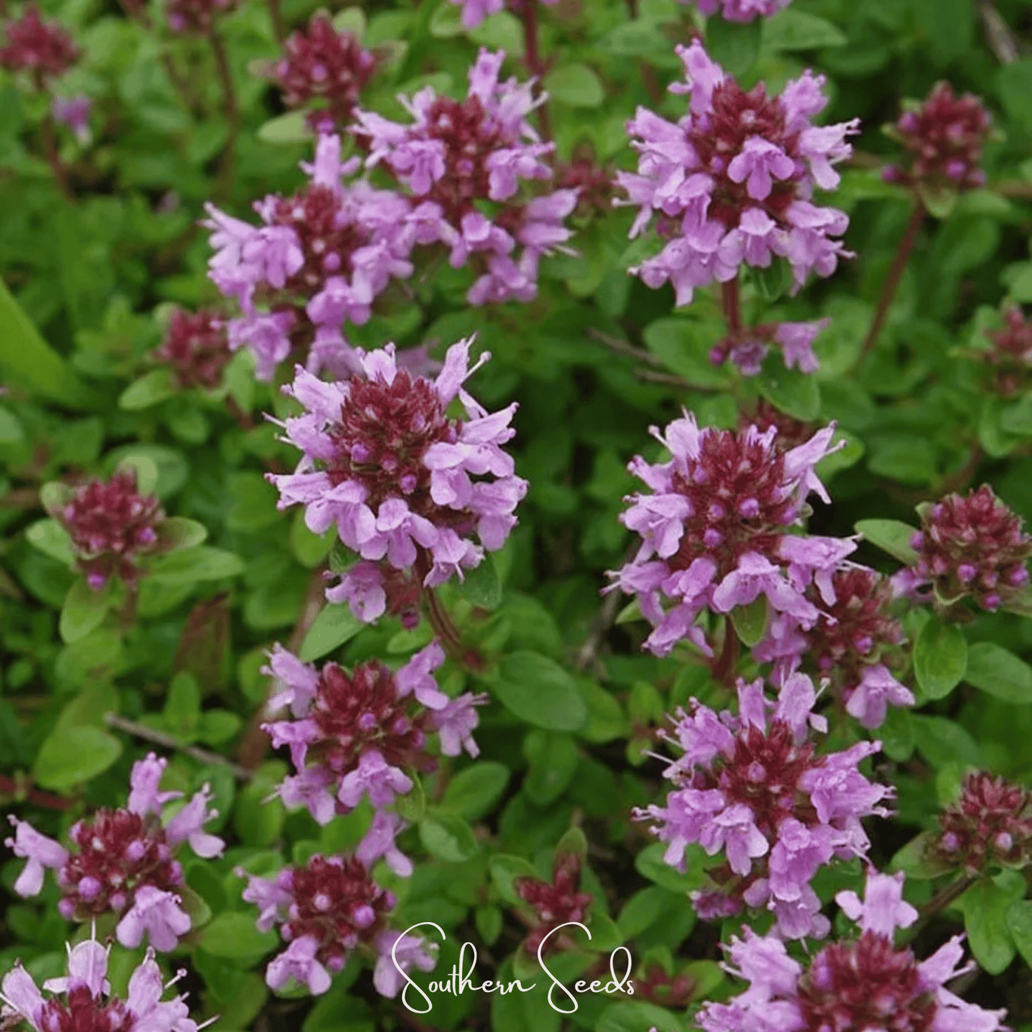 Lemon Thyme – 250 Seeds