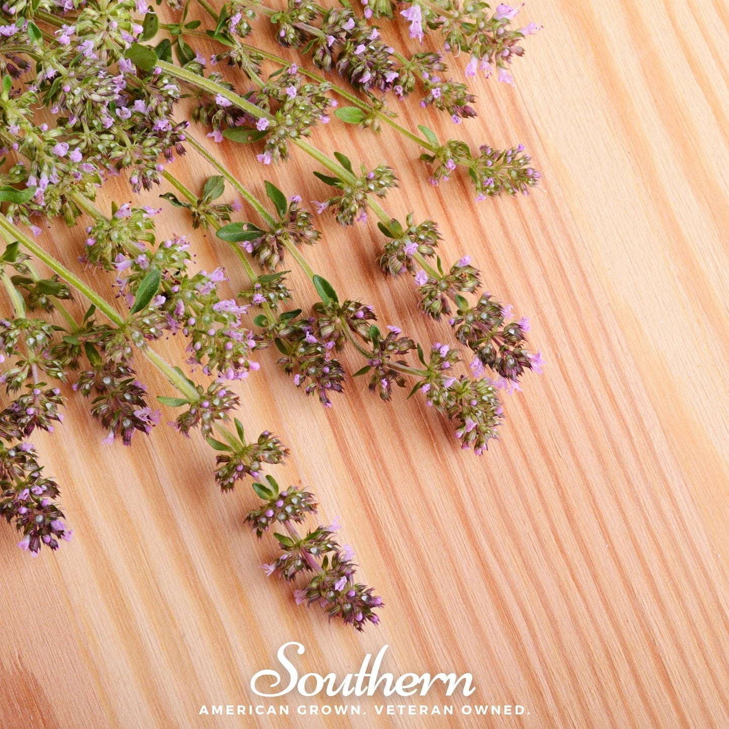 Wild Thyme Seeds - Creeping Thyme (Thymus serpyllum) Groundcover, Pink-Purple Flowers, Drought-Tolerant, Bee-Friendly, 100 Seeds