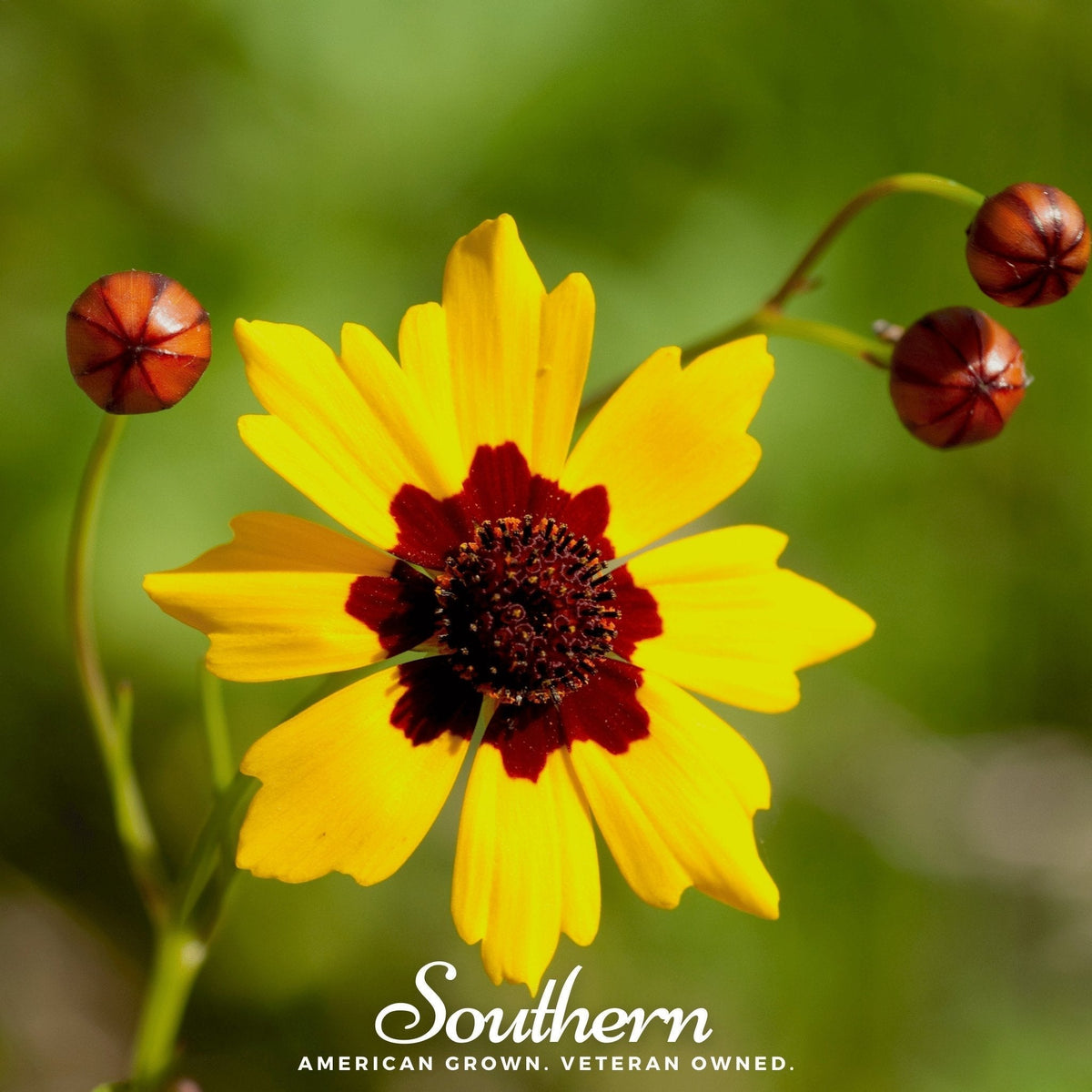 Golden Wave Tickseed Seeds – Coreopsis lanceolata – Bright Yellow Wildflower for Gardens & Meadows – Native Perennial, Drought Tolerant