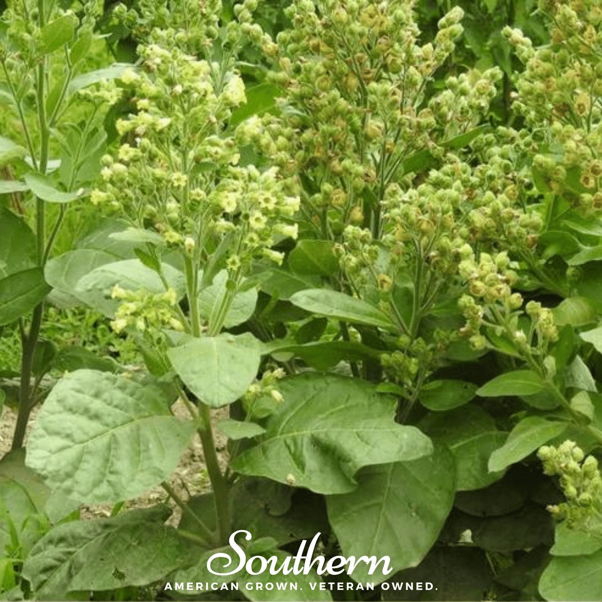 Hopi Tobacco Seeds – Heirloom Non-GMO American Grown Ceremonial Plant, Broad Dark Green Leaves, Sacred Native American Tradition