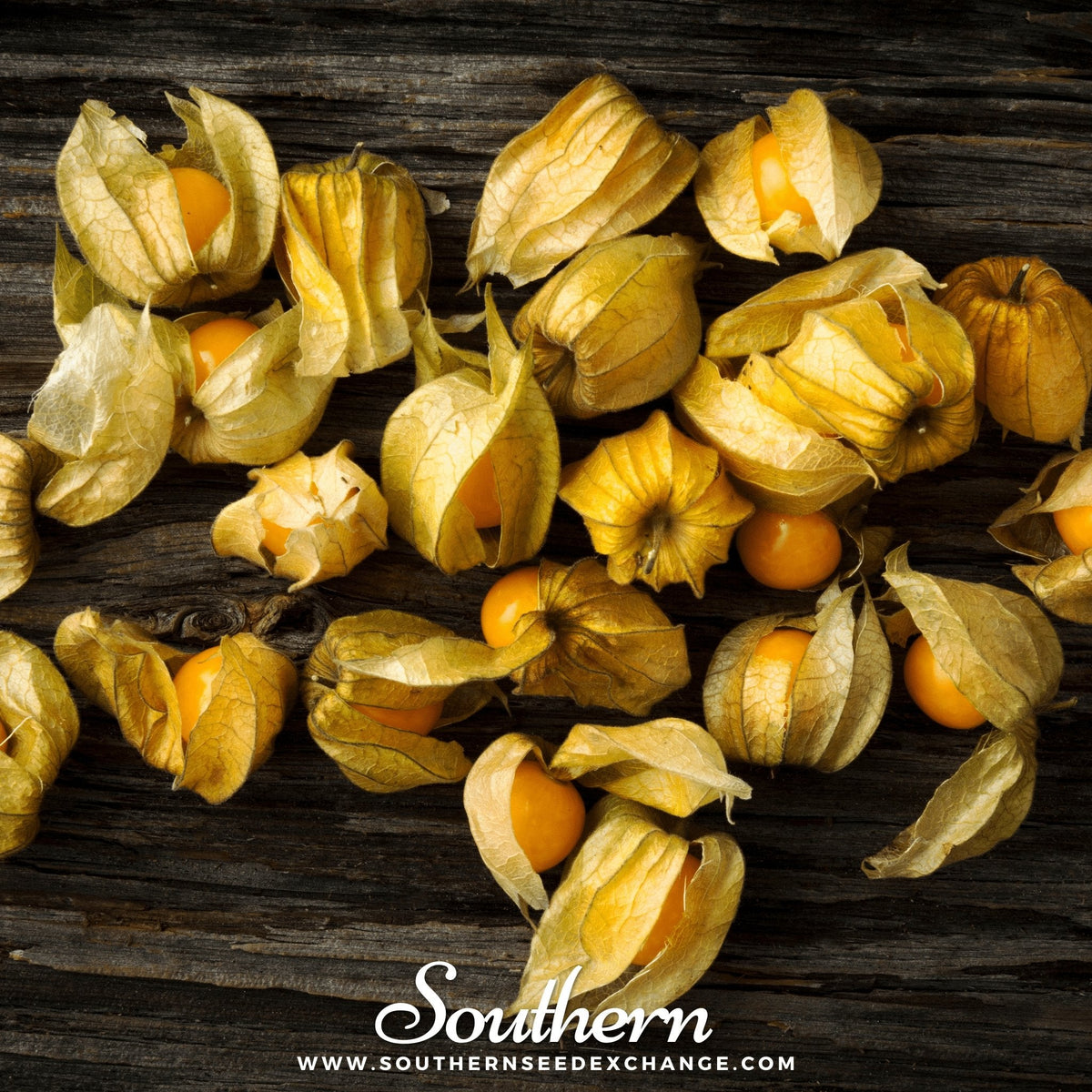 Husk Cherry Tomatillo Seeds – 20 Heirloom Ground Cherry Physalis pruinosa for Jam, Sauce, and Snacking