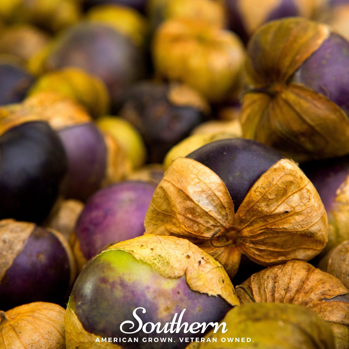 Purple Tomatillo Seeds – Heirloom Physalis ixocarpa for Salsa Verde, 30 Seeds