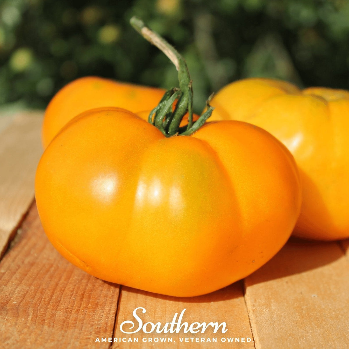 Yellow Brandywine Tomato Seeds – Heirloom, Indeterminate, Golden-Yellow, Large Beefsteak, Solanum lycopersicum